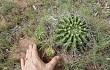 Vista previa de Echinopsis rojasii
