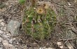 Vista previa de Echinopsis spiniflora