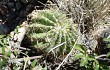 Preview photo Echinopsis spiniflora