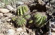 Preview photo Echinopsis spiniflora