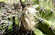 Preview photo Echinopsis spiniflora