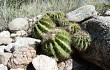 Preview photo Echinopsis spiniflora