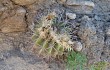 Anteprima di Echinopsis spiniflora