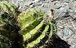 Anteprima di Echinopsis spiniflora