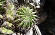 Preview photo Echinopsis spiniflora