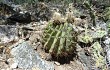 Vista previa de Echinopsis spiniflora