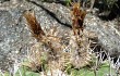 Preview photo Echinopsis spiniflora