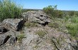 Vista previa de Echinopsis spiniflora