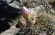 Preview photo Echinopsis spiniflora