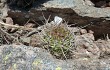 Anteprima di Echinopsis spiniflora