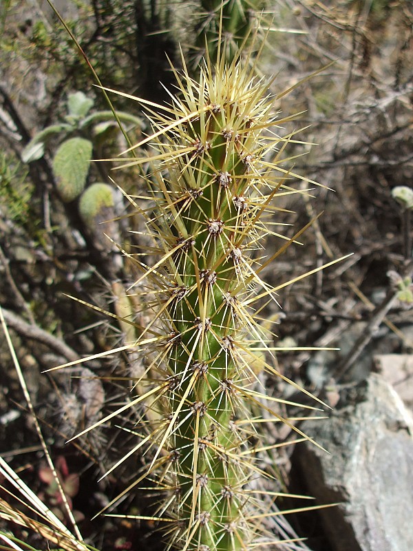 Photograph Corryocactus erectus in habitat