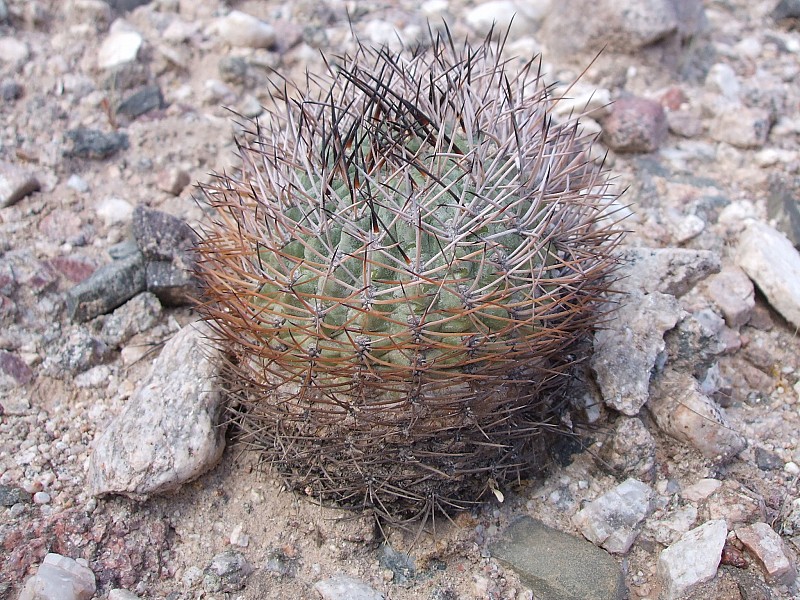 Fotografia di Echinopsis thionantha in habitat