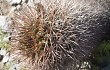 Vista previa de Echinopsis thionantha