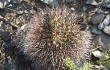 Anteprima di Echinopsis thionantha