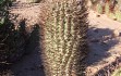 Anteprima di Echinopsis thionantha