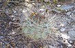 Anteprima di Echinopsis thionantha