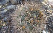 Anteprima di Echinopsis thionantha