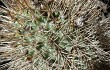 Preview photo Echinopsis thionantha