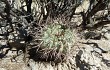 Anteprima di Echinopsis thionantha