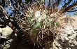 Preview photo Echinopsis thionantha