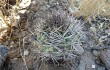 Anteprima di Echinopsis thionantha