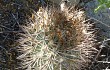 Preview photo Echinopsis thionantha