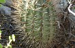 Preview photo Echinopsis thionantha