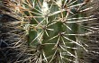 Vista previa de Echinopsis thionantha