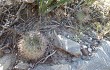 Vista previa de Echinopsis thionantha