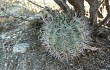 Anteprima di Echinopsis thionantha