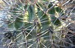 Preview photo Echinopsis thionantha