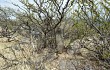 Vista previa de Echinopsis thionantha