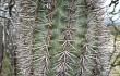 Preview photo Echinopsis thionantha