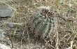 Anteprima di Echinopsis thionantha