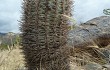 Anteprima di Echinopsis thionantha