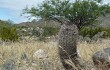 Preview photo Echinopsis thionantha