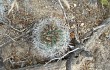 Anteprima di Echinopsis thionantha