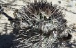 Anteprima di Echinopsis thionantha
