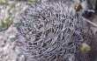 Preview photo Echinopsis thionantha