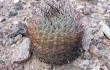 Preview photo Echinopsis thionantha