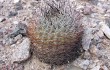 Vista previa de Echinopsis thionantha