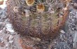 Anteprima di Echinopsis thionantha