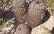 Preview photo Echinopsis thionantha