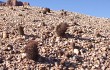 Vista previa de Echinopsis thionantha