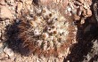 Preview photo Echinopsis thionantha