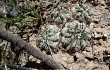 Vista previa de Echinopsis thionantha