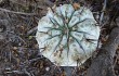 Vista previa de Echinopsis thionantha