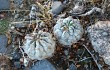 Preview photo Echinopsis thionantha