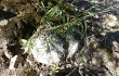 Anteprima di Echinopsis thionantha