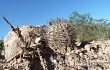 Vista previa de Echinopsis thionantha